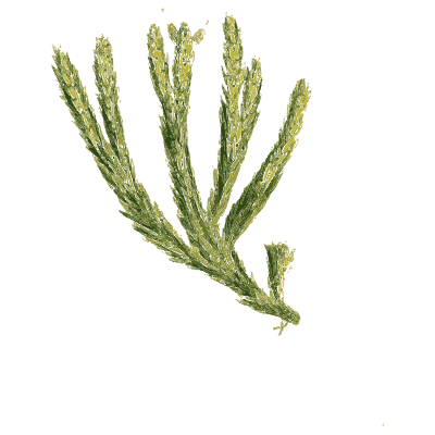 Short forked clubmoss shoot - English Botany, or Coloured Figures of British Plants, Volume 12 - 1863