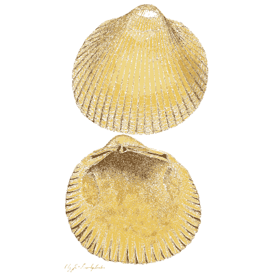 Fossil cockle shell - The Mineral Conchology of Great Britain, Volume 1 - 1812