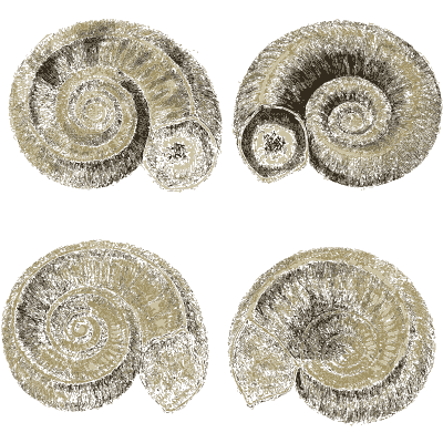 Fossil ammonites - The Mineral Conchology of Great Britain, Volume 1 - 1812