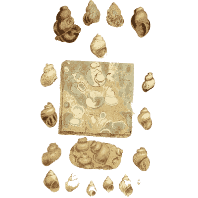 Small fossil snail shells - The Mineral Conchology of Great Britain, Volume 1 - 1812