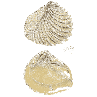 Ribbed fossil bivalve - The Mineral Conchology of Great Britain, Volume 1 - 1812