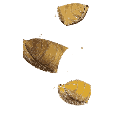 Broken fossil shell pieces - The Mineral Conchology of Great Britain, Volume 1 - 1812