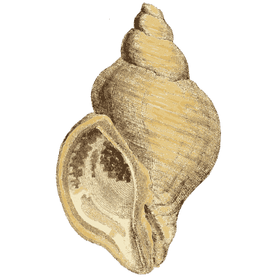 Fossil whelk shell - The Mineral Conchology of Great Britain, Volume 1 - 1812