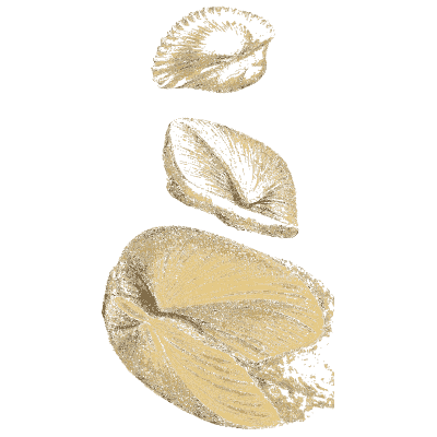 Smooth beaked fossil bivalve - The Mineral Conchology of Great Britain, Volume 1 - 1812