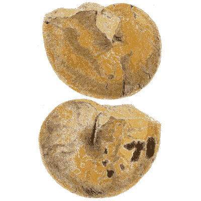 Worn disc-shaped fossil shells - The Mineral Conchology of Great Britain, Volume 1 - 1812