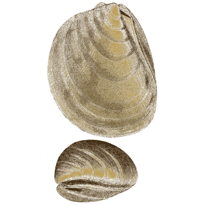 Fossil mussel shells - The Mineral Conchology of Great Britain, Volume 1 - 1812