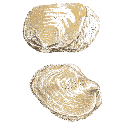 Oval fossil bivalves - The Mineral Conchology of Great Britain, Volume 1 - 1812