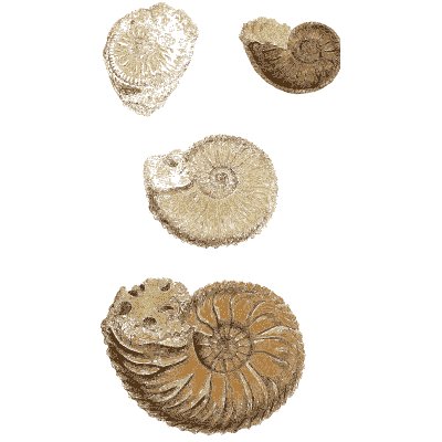Small fossil spiral shells - The Mineral Conchology of Great Britain, Volume 1 - 1812