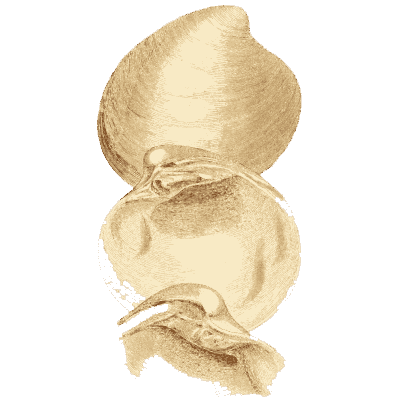 Rounded fossil shell - The Mineral Conchology of Great Britain, Volume 1 - 1812