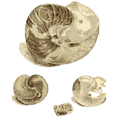 Chambered fossil ammonite in stone - The Mineral Conchology of Great Britain, Volume 1 - 1812