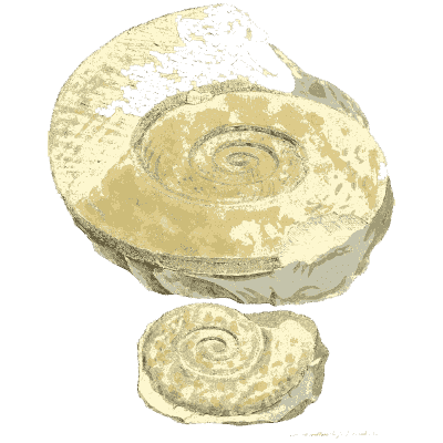 Flat fossil spirals - The Mineral Conchology of Great Britain, Volume 1 - 1812