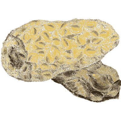 Stone packed with shell impressions - The Mineral Conchology of Great Britain, Volume 1 - 1812