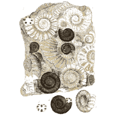 Stone block crowded with ammonites - The Mineral Conchology of Great Britain, Volume 1 - 1812