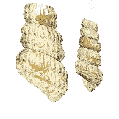 Fossil turret shells 01 - The Mineral Conchology of Great Britain, Volume 1 - 1812