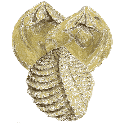 Packed ribbed fossil shells - The Mineral Conchology of Great Britain, Volume 1 - 1812