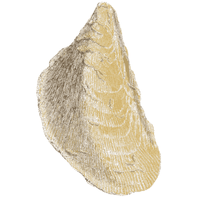 Large tapering fossil shell - The Mineral Conchology of Great Britain, Volume 1 - 1812