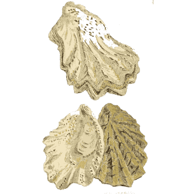 Fossil oyster shells - The Mineral Conchology of Great Britain, Volume 1 - 1812