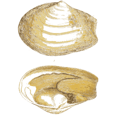 Long narrow fossil bivalve - The Mineral Conchology of Great Britain, Volume 1 - 1812