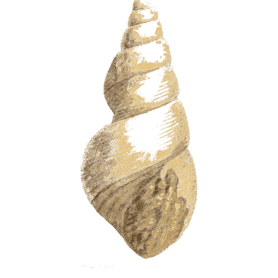 Pointed fossil snail shell - The Mineral Conchology of Great Britain, Volume 1 - 1812
