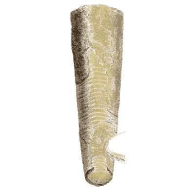 Straight cone fossil shell - The Mineral Conchology of Great Britain, Volume 1 - 1812
