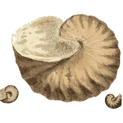 Fossil nautilus with small spirals - The Mineral Conchology of Great Britain, Volume 1 - 1812