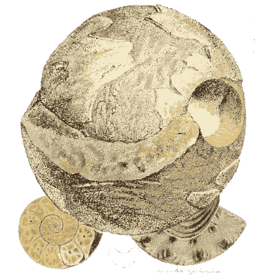 Swollen fossil shell in stone - The Mineral Conchology of Great Britain, Volume 1 - 1812