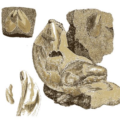 Stone with shell hollows - The Mineral Conchology of Great Britain, Volume 1 - 1812