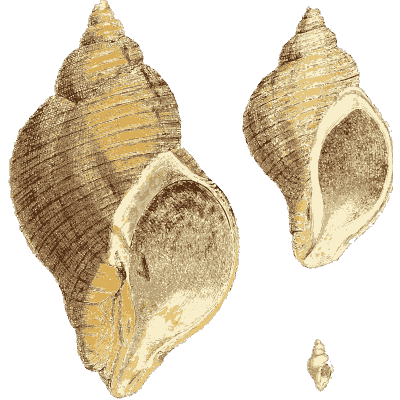 Ribbed fossil whelks - The Mineral Conchology of Great Britain, Volume 1 - 1812