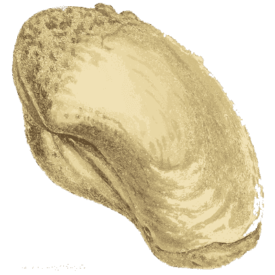 Large curved fossil bivalve - The Mineral Conchology of Great Britain, Volume 1 - 1812