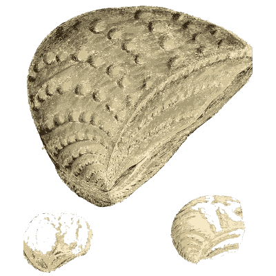 Knobbed fossil shell - The Mineral Conchology of Great Britain, Volume 1 - 1812