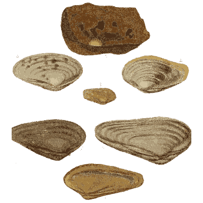 Smooth oval fossil shells - The Mineral Conchology of Great Britain, Volume 1 - 1812
