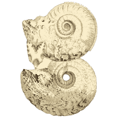 Two ammonites in rock - The Mineral Conchology of Great Britain, Volume 1 - 1812