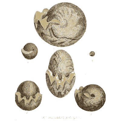 Small globe-shaped fossils - The Mineral Conchology of Great Britain, Volume 1 - 1812