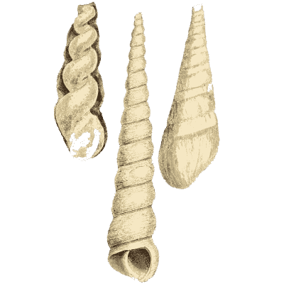 Fossil turret shells 02 - The Mineral Conchology of Great Britain, Volume 1 - 1812