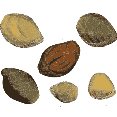 Rounded fossil shell casts - The Mineral Conchology of Great Britain, Volume 1 - 1812