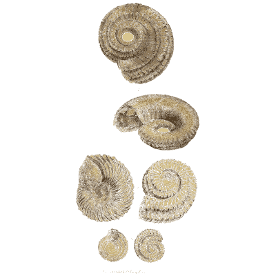 Small fossil coils - The Mineral Conchology of Great Britain, Volume 1 - 1812