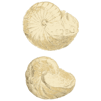 Broad fossil coil shell - The Mineral Conchology of Great Britain, Volume 1 - 1812