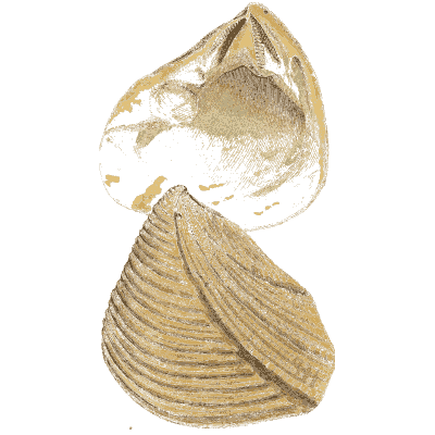 Plump and ribbed fossil shells - The Mineral Conchology of Great Britain, Volume 1 - 1812