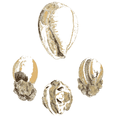 Fossil cowrie shells - The Mineral Conchology of Great Britain, Volume 1 - 1812