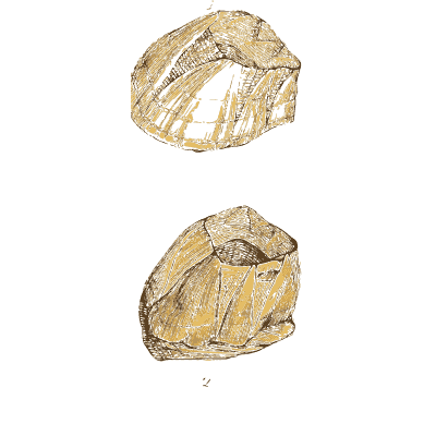 Ridged fossil shell in rock - The Mineral Conchology of Great Britain, Volume 1 - 1812