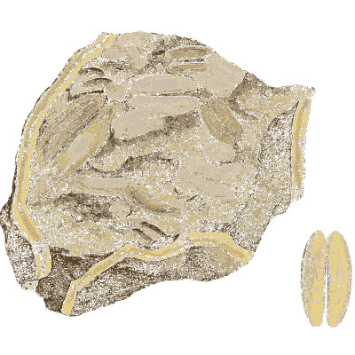 Stone block with shell casts - The Mineral Conchology of Great Britain, Volume 1 - 1812