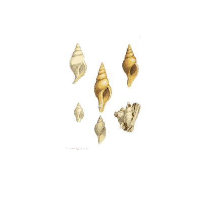 Tiny pointed fossil shells - The Mineral Conchology of Great Britain, Volume 1 - 1812