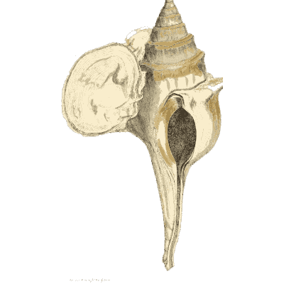 Spired fossil shell with long canal - The Mineral Conchology of Great Britain, Volume 1 - 1812