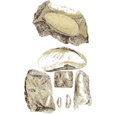 Stone pieces with shell moulds - The Mineral Conchology of Great Britain, Volume 1 - 1812