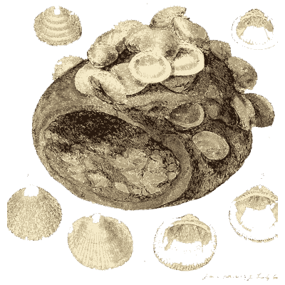 Rock covered in fossil shells - The Mineral Conchology of Great Britain, Volume 1 - 1812