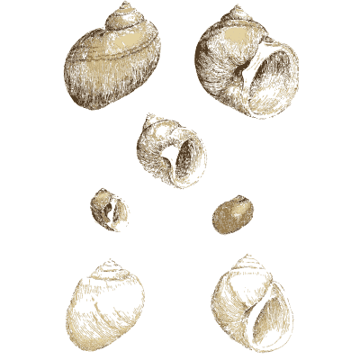 Small globe-shaped fossil snails - The Mineral Conchology of Great Britain, Volume 1 - 1812