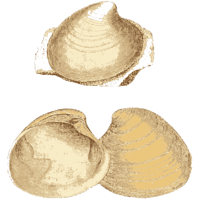 Plain fossil bivalve shells - The Mineral Conchology of Great Britain, Volume 1 - 1812