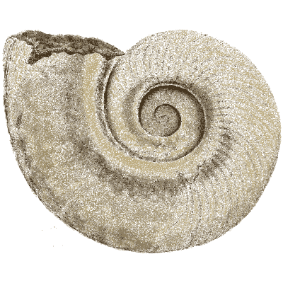 Large open ammonite - The Mineral Conchology of Great Britain, Volume 1 - 1812