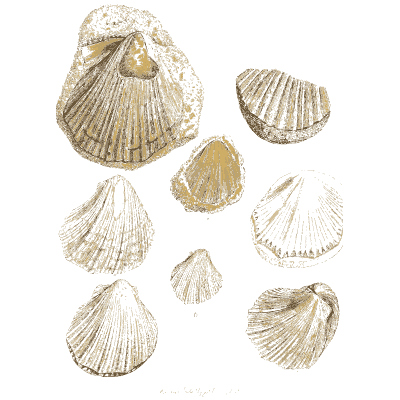 Ribbed fossil fan shells - The Mineral Conchology of Great Britain, Volume 1 - 1812