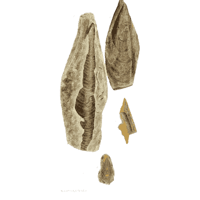 Narrow tapering fossil shells - The Mineral Conchology of Great Britain, Volume 1 - 1812
